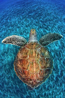 Sea Turtles Gallery: Green Turtle, (Chelonia mydas), Swimming over volcanic sandy bottom, Armenime cove