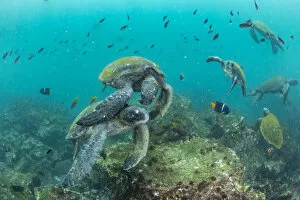 February 2022 Highlights Collection: Green turtle (Chelonia mydas) visiting a cleaning station, Galapagos, South America