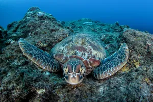 Nationalist Republic Of China Prints: Green turtle (Chelonia mydas), Xiaoliuqiu Island, Taiwan