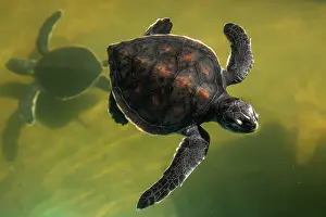 Chelonia Prints: Green turtle (Chelonia mydas) yearling