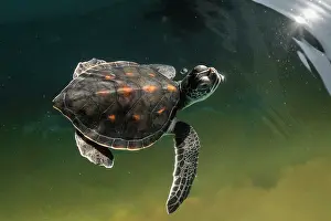 Chelonia Prints: Green turtle (Chelonia mydas) yearling