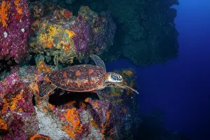 Chelonia Prints: Green turtle (Chelonia mydas) yellow morph from western Pacific