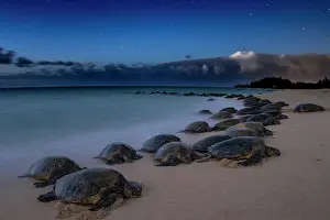 Maui Prints: Green turtles (Chelonia mydas) basking at dusk on beach