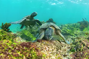 Fernandina Island Prints: Two Green turtles (Chelonia mydas) feeding on shallow water seaweed