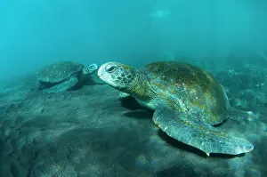 Isabela Island Prints: Green turtles (Chelonia mydas) resting on seafloor