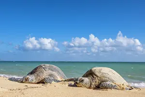 Hawaii Islands Prints: Two Green turtles (Chelonia mydas) resting on the shore, Maui, Hawaii. Endangered