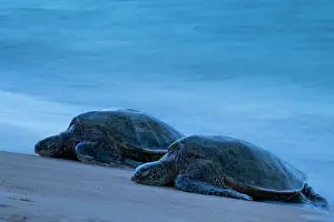 Chelonia Prints: Two Green turtles (Chelonia mydas) resting on the shore, Maui, Hawaii. Endangered