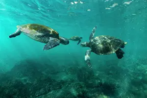 Isabela Island Prints: Three Green turtles (Chelonia mydas) in shallow water