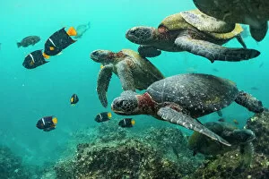 2020 July Highlights Collection: Green turtles (Chelonia mydas) swimming with angelfish, Punta Vicente Roca
