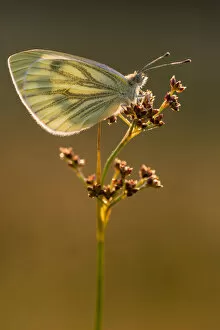 Devon Gallery: Green-veined white butterfly (Artogeia / Pieris napi) resting on reed in late evening light