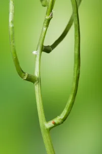 Sussex Prints: Green-veined White butterfly egg (Pieris napi) above