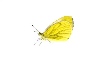 Yellow Gallery: Green-veined white butterfly (Pieris napi), Lorsch, Hessen, Germany. May. Meetyourneighbours