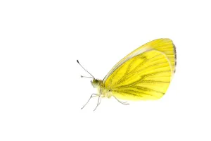 Images Dated 26th May 2015: Green-veined white butterfly (Pieris napi), Lorsch, Hessen, Germany. May. Meetyourneighbours
