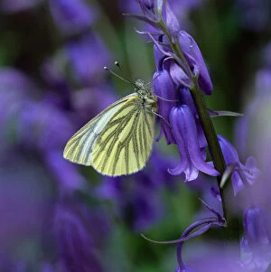 Images Dated 14th June 2010: Green-veined white butterfly (Pieris napi) resting on Bluebell flower, Clare Glen