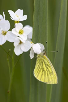 2019 February Highlights Collection: Green-veined white butterfly (Pieris napi) Whitelye Common Nature Reserve, Monmouthshire