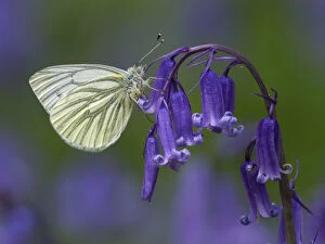 Images Dated 25th April 2018: Green Veined White Butterfly (Pieris napi) Roosting on Bluebell flower, Cambridgeshire