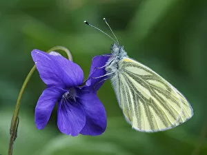 Images Dated 4th May 2020: Green veined white butterfly (Pieris napi) roosting on a Dog Violet flower, Hertofrdshire