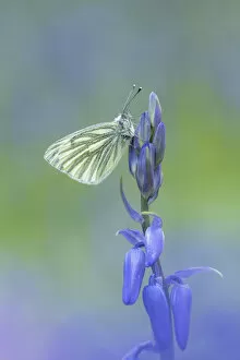 Antennae Gallery: Green-veined white butterfly (Pieris napi) resting on a flower, Tandragee, County Armagh