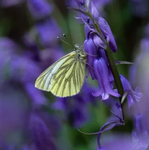 Green-veined white butterfly (Pieris napi) resting on Bluebell flower, Clare Glen
