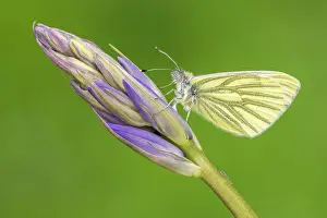 Asparagaceae Prints: Green-veined white butterfly (Pieris napi) resting on Bluebell (Hyacinthoides non-scripta) flowerhead