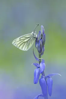 Papilio Napi Prints: Green-veined white butterfly (Pieris napi) resting on a flower