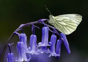 Butterflies Prints: Green Veined White Butterfly (Pieris napi) resting on the flowering stem of a native