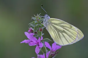 Brasschaat Prints: Green-veined white butterfly (Pieris napi) resting on Purple loosestrife (Lythrum salicaria)