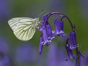 Hyacinthoides Prints: Green Veined White Butterfly (Pieris napi) Roosting on Bluebell flower, Cambridgeshire