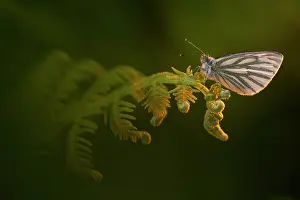 Papilio Napi Prints: Green-veined white butterfly (Pieris napi) roosting on bracken in late evening light