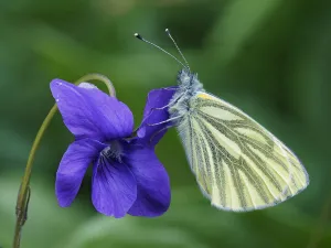 Papilio Napi Prints: Green veined white butterfly (Pieris napi) roosting on a Dog Violet flower, Hertofrdshire