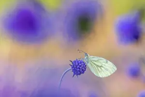 Dipsacaceae Prints: Green-veined white butterfly (Pieris napi) roosting among Field scabious flowers (Knautia arvensis)