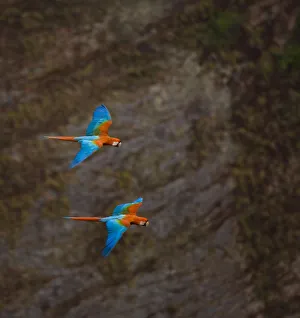 Ara Chloroptera Gallery: Green winged macaw (Ara chloroptera) pair flying, Chapada dos Guimaraes, Mato Grosso
