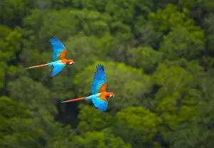 Forests in Our World Gallery: Green winged macaw (Ara chloroptera) pair flying, Chapada dos Guimaraes, Mato Grosso