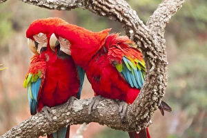 Arinae Gallery: Green-winged macaws (Ara chloroptera) preening each other. Brazil. South America
