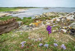 Lilianae Prints: Green-winged orchid (Anacamptis morio) in flower on coastal grassland