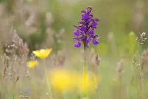 Green-winged orchid (Anacamptis morio morio) in flower, Gargano NP, Gargano Peninsula