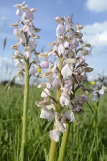2020 August Highlights Gallery: Green-winged orchid (Orchis / Anacamptis morio) clump, pale pink / white form
