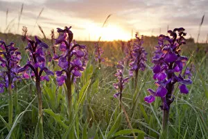 Purple Collection: Green-winged orchids (Anacamptis morio) at sunrise, Ashton Court Park, Bristol, UK, May
