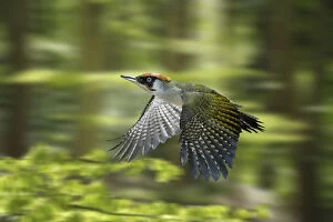 2009 Highlights Gallery: Green Woodpecker (Picus viridis) male flying through Beech woodland in spring, digital composite