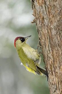 Images Dated 24th March 2011: Green Woodpecker (Picus viridis) female preening on apple tree trunk. Hertfordshire