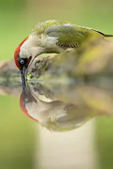 Woodpecker Prints: Green woodpecker (Picus viridis) drinking at water's edge