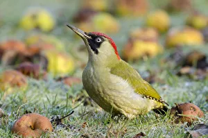 Fruit Prints: Green Woodpecker (Picus viridis) female among wind-fallen apples. Hertfordshire, England
