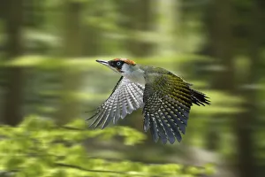 Green Woodpecker (Picus viridis) male flying through Beech woodland in spring, digital composite