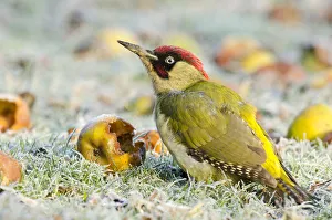 Green Woodpecker (Picus viridis) male among wind-fallen apples. Hertfordshire, England