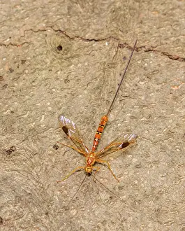 Wasp Prints: Greene's giant ichneumonid wasp (Megarhyssa greenei) female on American beech log