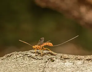 Wasp Prints: Greene's giant ichneumonid wasp (Megarhyssa greenei) female on American beech log