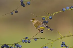 Songbirds Prints: Greenfinch (Carduelis chloris) on blackthorn / sloe berries, UK