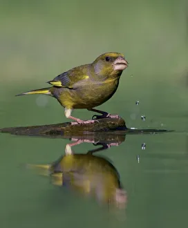 Greenfinch (Carduelis chloris) drinking, Pusztaszer, Hungary, May 2008