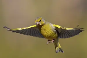 Carduelinae Prints: Greenfinch (Carduelis chloris) in flight, Varanger Peninsula, Finnmark, Norway. June