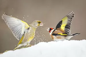 December 2021 Highlights Gallery: Greenfinch (Carduelis chloris) and Goldfinch (Carduelis carduelis) fighting in snow